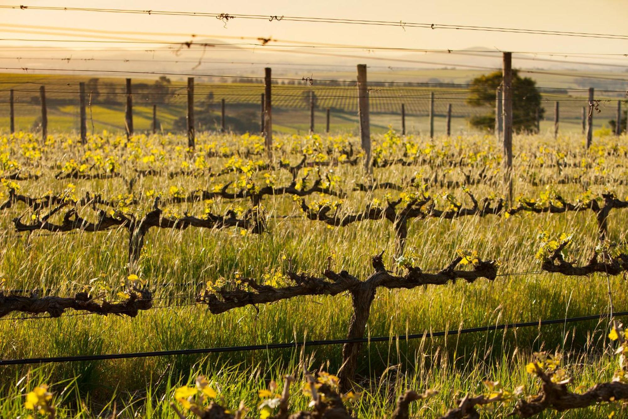 Domaine Coutelier Stellenbosch Exterior foto