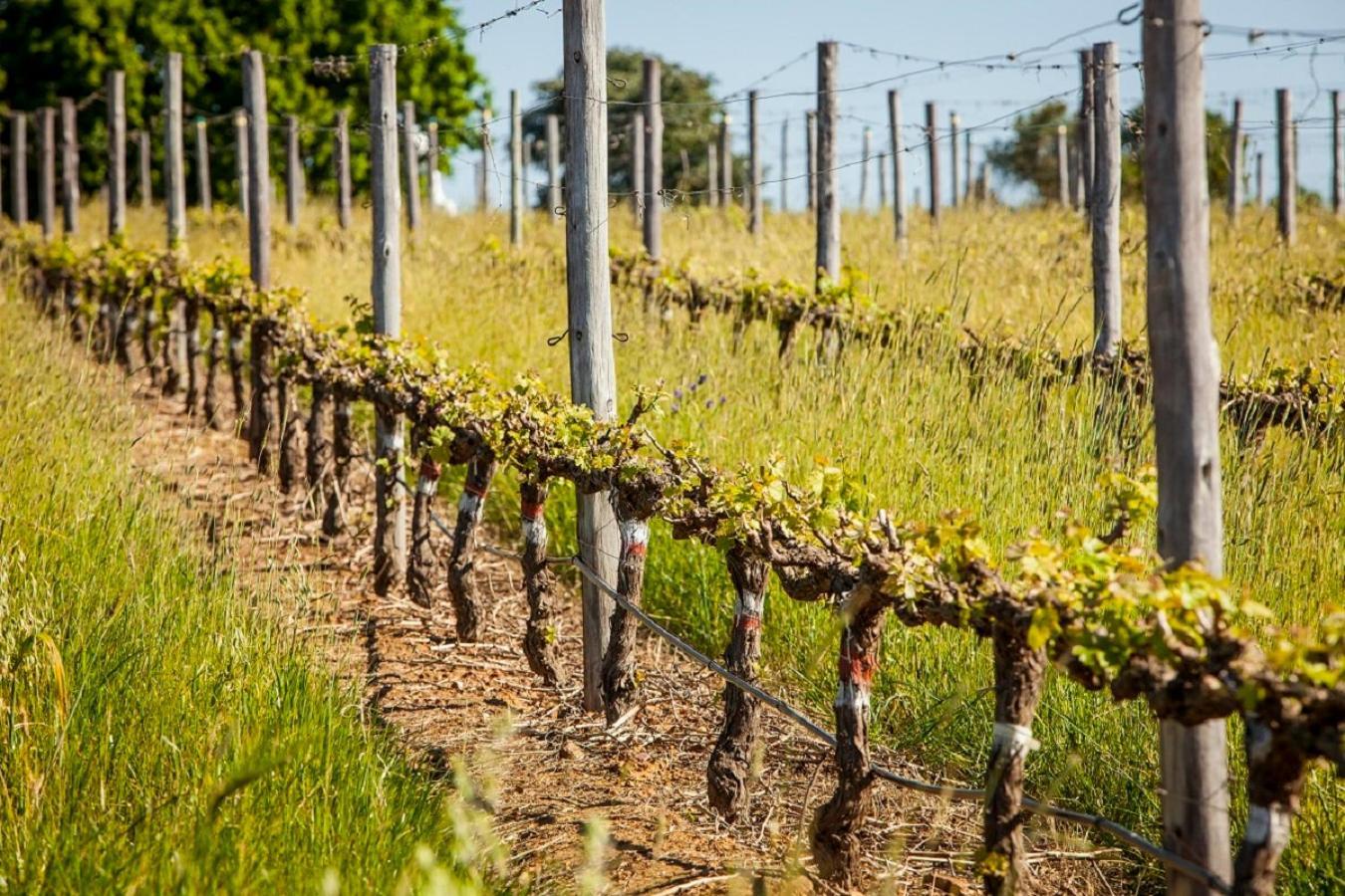 Domaine Coutelier Stellenbosch Exterior foto